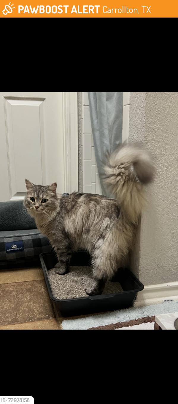 Found/Stray Unknown Cat last seen Marsh and Kelly , Carrollton, TX 75007