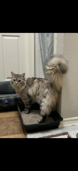 Found/Stray Unknown Cat last seen Marsh and Kelly , Carrollton, TX 75007