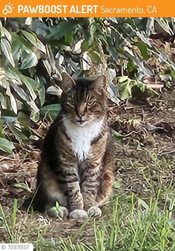 Found/Stray Unknown Cat last seen Mission Ave., Sacramento, CA 95821