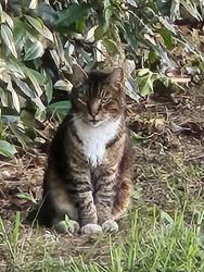 Found/Stray Unknown Cat last seen Mission Ave. , Sacramento, CA 95821