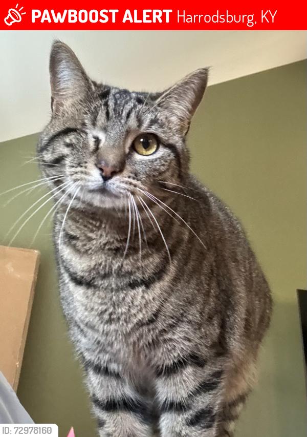 Lost Female Cat last seen Dollar general, US 127 and Talmage Mayo Rd area , Harrodsburg, KY 40330