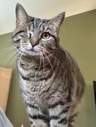 Lost Female Cat last seen Dollar general, US 127 and Talmage Mayo Rd area , Harrodsburg, KY 40330