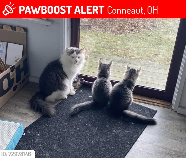 Lost Male Cat last seen Salisbury Road, Conneaut, OH 44030