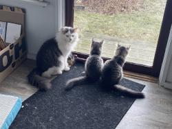 Lost Male Cat last seen Salisbury Road, Conneaut, OH 44030