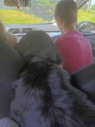 Reunited Female Dog last seen Cunningham Street , Butler, PA 16001