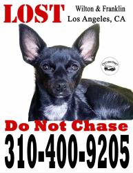 Reunited Female Dog last seen Wilton and Franklin, Los Angeles, CA 90028