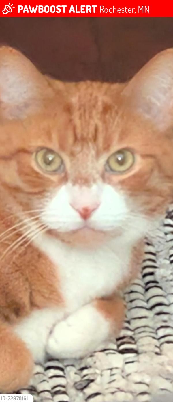Lost Female Cat last seen Near 9th St SE Rochester mn , Rochester, MN 55904