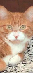 Lost Female Cat last seen Near 9th St SE Rochester mn, Rochester, MN 55904