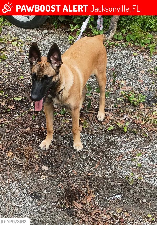 Lost Male Dog last seen Hammond , Jacksonville, FL 32210