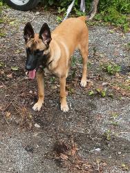 Lost Male Dog last seen Hammond , Jacksonville, FL 32210