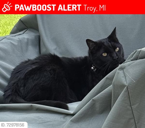 Lost Male Cat last seen South Blvd And Rochester rd , Troy, MI 48098