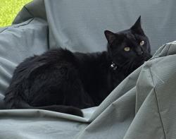 Lost Male Cat last seen South Blvd And Rochester rd , Troy, MI 48098