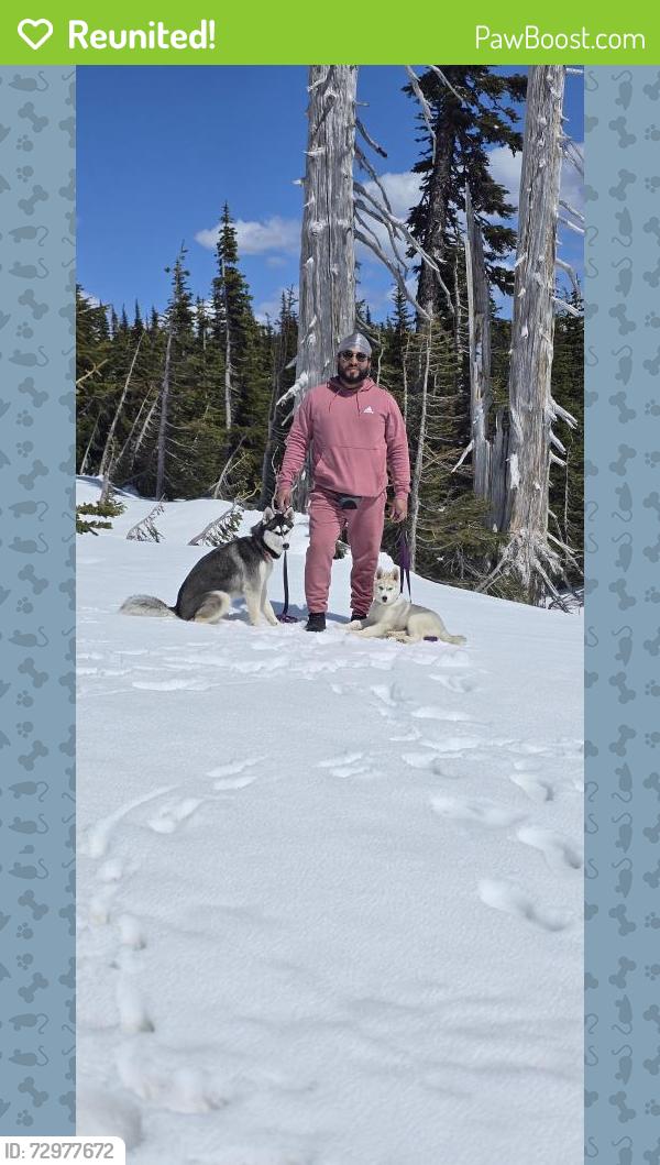 Reunited Male Dog last seen Se 183nd st, Maple Valley, WA 98038