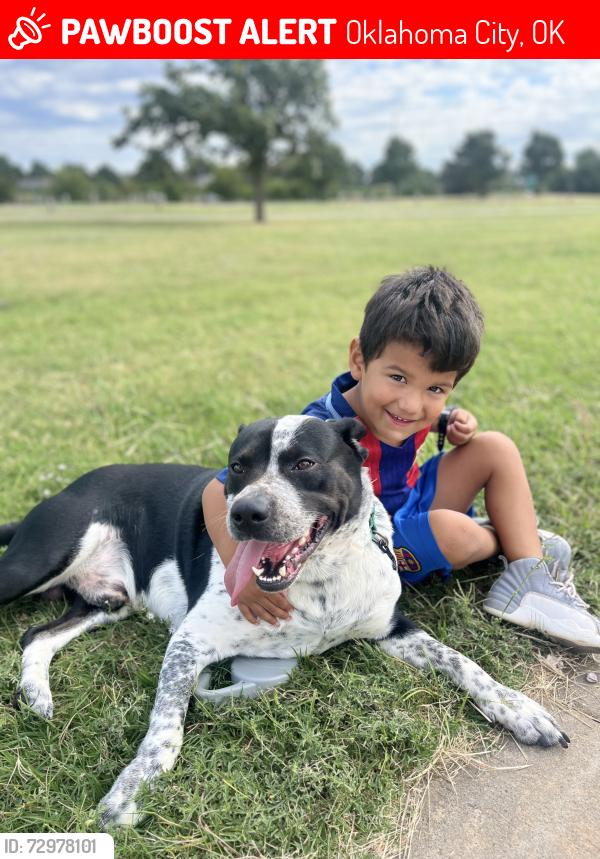 Lost Male Dog last seen Klein and Classen , Oklahoma City, OK 73106