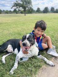 Lost Male Dog last seen Klein and Classen , Oklahoma City, OK 73106