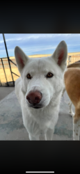 Lost Male Dog last seen Broadway and dartmouth, Englewood, CO 80113