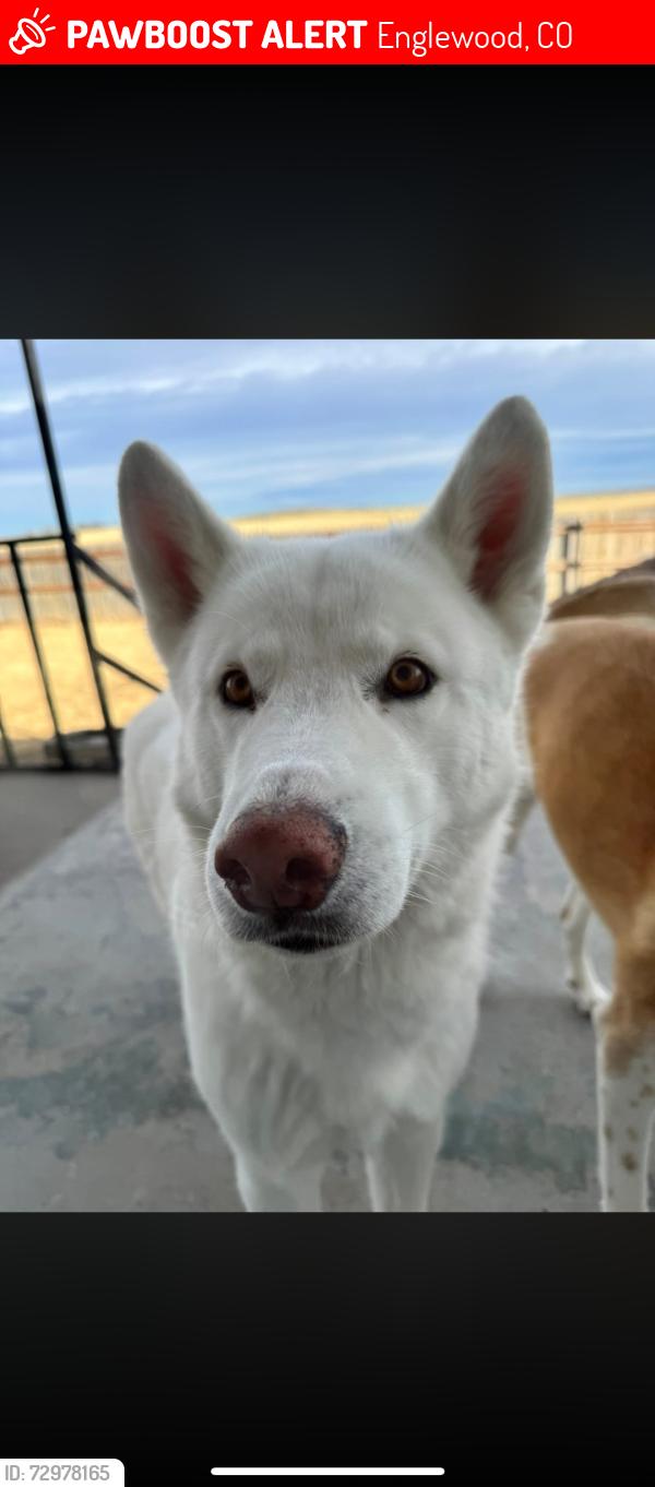 Lost Male Dog last seen Broadway and dartmouth, Englewood, CO 80113