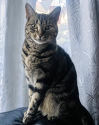 Lost Male Cat last seen Franciscan Road, Tooting Bec, England SW17