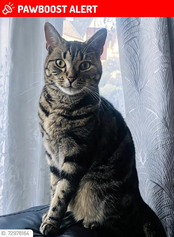 Lost Male Cat last seen Franciscan Road, Tooting Bec, England SW17