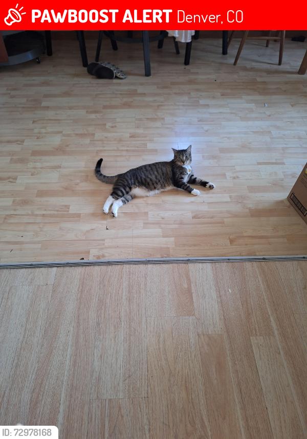 Lost Female Cat last seen Yosemi, Denver, CO 80220