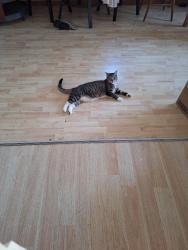 Lost Female Cat last seen Yosemi, Denver, CO 80220