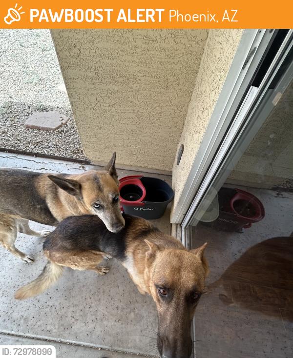 Found/Stray Male Dog last seen 30th ave and Glendale, Phoenix, AZ 85051