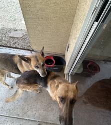 Found/Stray Male Dog last seen 30th ave and Glendale, Phoenix, AZ 85051