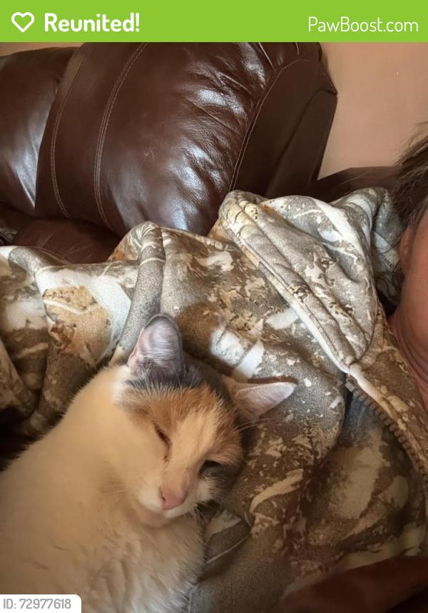 Reunited Female Cat last seen Levittown bowling alley, Levittown, NY 11756