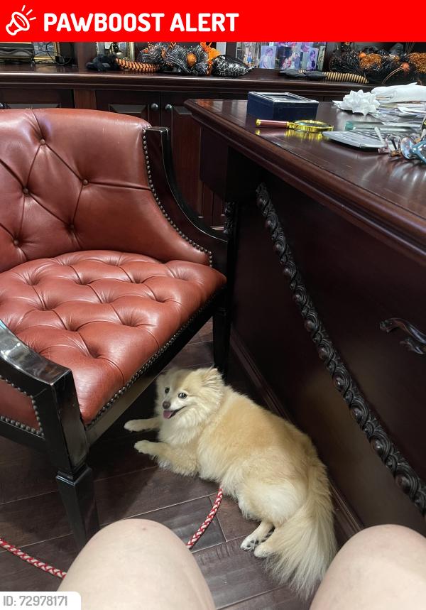 Lost Female Dog last seen Village Blvd, West Palm Beach, FL 33409