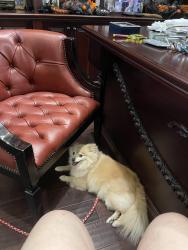 Lost Female Dog last seen Village Blvd, West Palm Beach, FL 33409