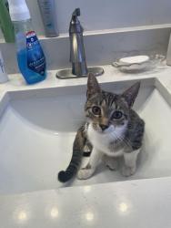 Lost Female Cat last seen Near sw 83rd court  oak run community ocala, Ocala, FL 34481