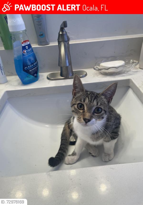 Lost Female Cat last seen Near sw 83rd court  oak run community ocala, Ocala, FL 34481