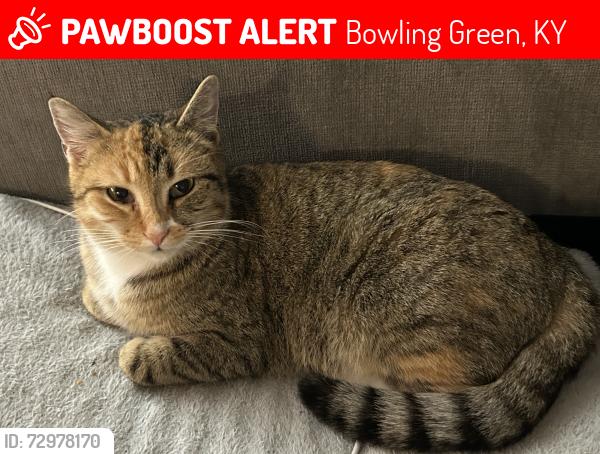Lost Female Cat last seen Near E Main Avenue, Bowling Green, KY 42101