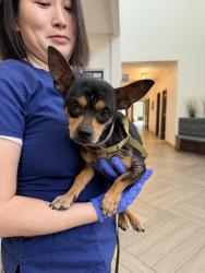 Reunited Male Dog last seen Hickory & Cowan , Lewisville, TX 75057