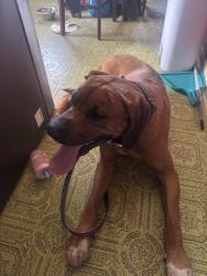Found/Stray Male Dog last seen Pleasant view drive , York, PA 17406