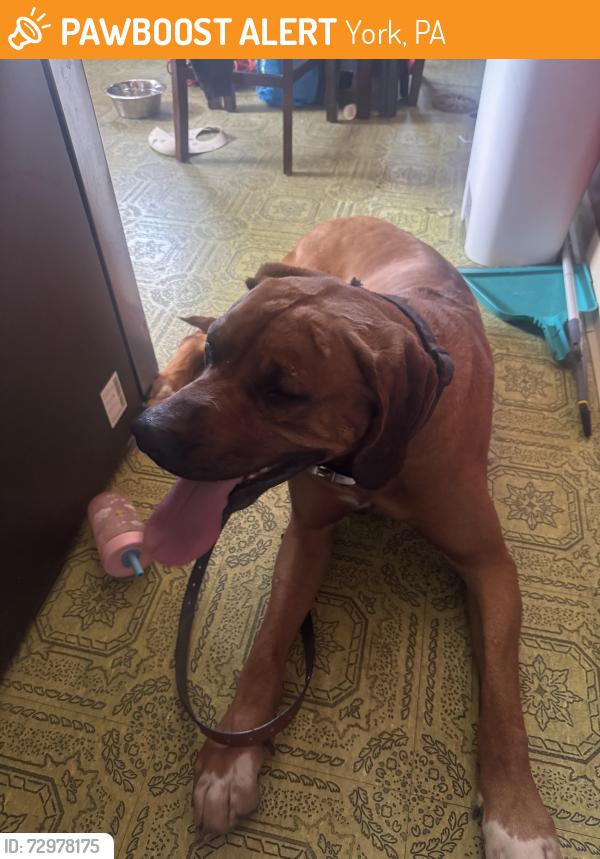 Found/Stray Male Dog last seen Pleasant view drive , York, PA 17406