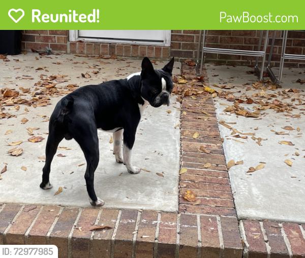 Reunited Male Dog last seen Near Saluda Lake Rd, Greenville, SC 29611
