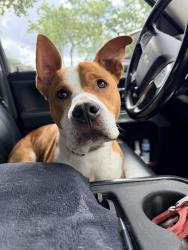 Reunited Male Dog last seen Prosperity Court, Missouri City, TX 77459