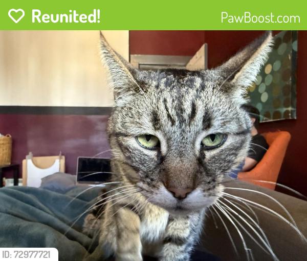 Reunited Male Cat last seen Shotwell and 26th, San Francisco, CA 94110