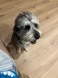 Lost Female Dog last seen Burgess orchards, Alpine, UT 84004