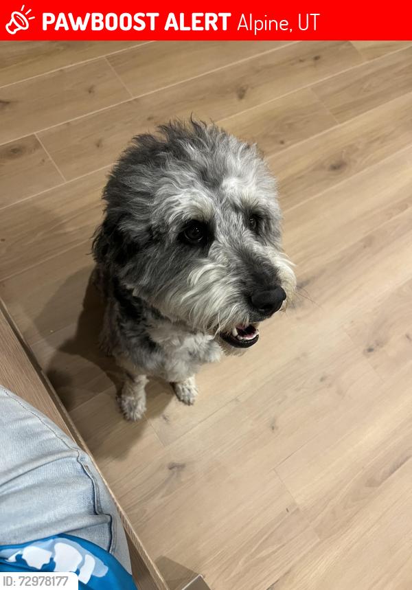 Lost Female Dog last seen Burgess orchards, Alpine, UT 84004