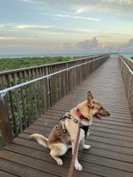 Reunited Female Dog last seen Near Acacia Lake Dr, Brownsville, TX 78521, USA, Brownsville, TX 78521