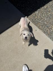 Found/Stray Unknown Dog last seen Riosa Rd, Lincoln Ca, Sheridan, CA 95681