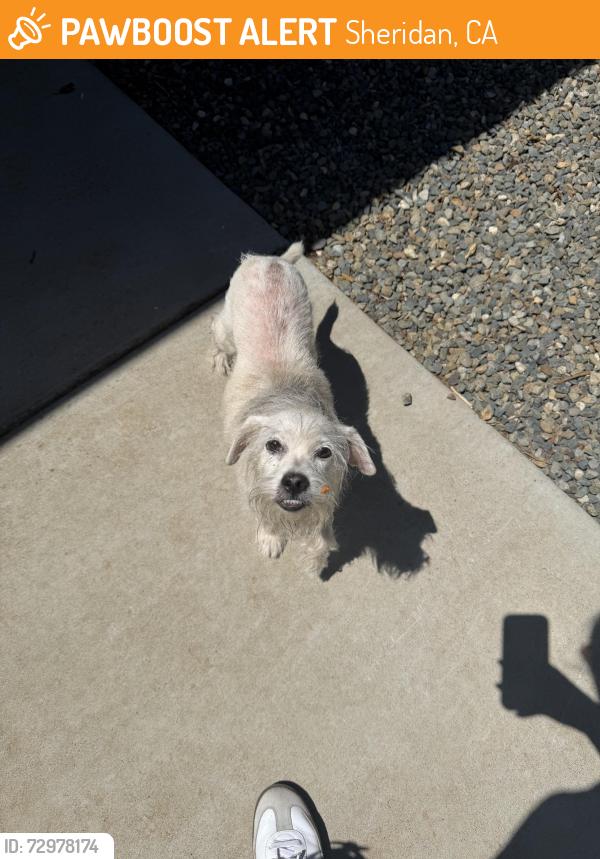 Found/Stray Unknown Dog last seen Riosa Rd, Lincoln Ca, Sheridan, CA 95681