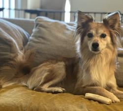 Reunited Male Dog last seen Acacia and Monterey , Ontario, CA 91761
