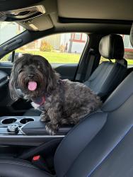 Found/Stray Female Dog last seen Cross streets Lynwood Dr and Arden Ave, San Bernardino, CA 92404