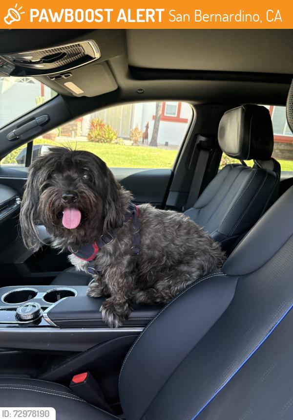 Found/Stray Female Dog last seen Cross streets Lynwood Dr and Arden Ave, San Bernardino, CA 92404