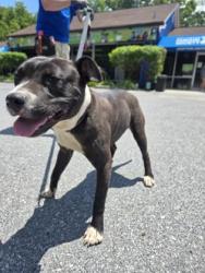 Found/Stray Male Dog last seen Cold Spring Ave/York Rd, Baltimore, MD 21212