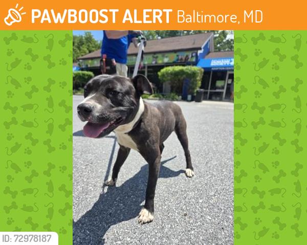 Found/Stray Male Dog last seen Cold Spring Ave/York Rd, Baltimore, MD 21212
