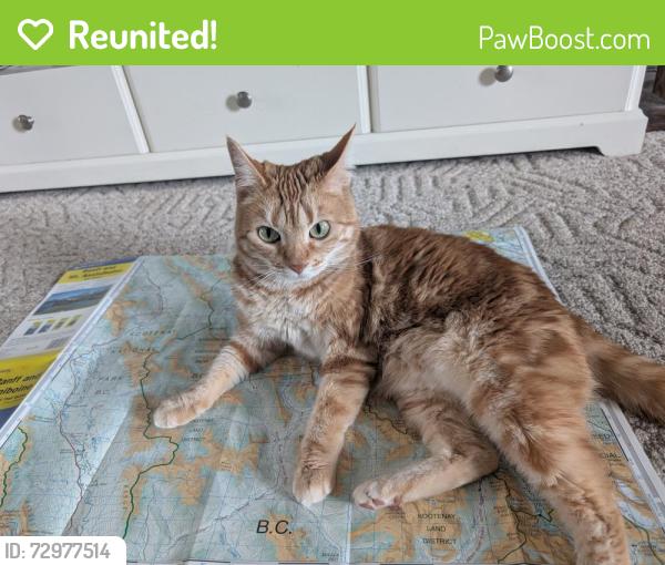 Reunited Female Cat last seen Near 33 ave ne, Calgary, AB T2E 2H8